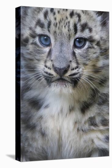 Snow leopard (Panthera uncia) cub age three months, captive-Edwin Giesbers-Premier Image Canvas