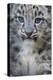 Snow leopard (Panthera uncia) cub age three months, captive-Edwin Giesbers-Premier Image Canvas