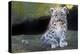 Snow leopard (Panthera uncia) cub age three months, captive-Edwin Giesbers-Premier Image Canvas