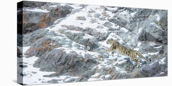 Snow Leopard (Panthera Uncia) Hemis National Park, India, February-Wim van den Heever-Premier Image Canvas