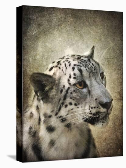 Snow Leopard Portrait-Jai Johnson-Premier Image Canvas