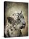 Snow Leopard Portrait-Jai Johnson-Premier Image Canvas