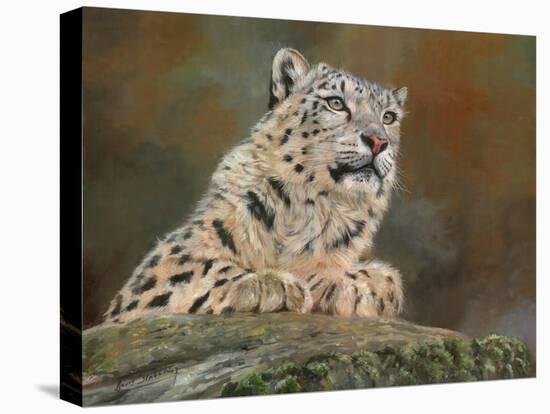 snow leopard rock-David Stribbling-Stretched Canvas