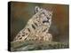 snow leopard rock-David Stribbling-Stretched Canvas