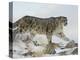 Snow Leopard (Uncia Uncia), in Captivity, Near Bozeman, Montana, USA-James Hager-Premier Image Canvas