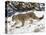 Snow Leopard (Uncia Uncia) in the Snow, in Captivity, Near Bozeman, Montana, USA-James Hager-Premier Image Canvas