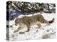 Snow Leopard (Uncia Uncia) in the Snow, in Captivity, Near Bozeman, Montana, USA-James Hager-Premier Image Canvas