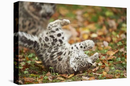 Snow Leopard, Uncia Uncia, Young Animal, Falling, Foliage-David & Micha Sheldon-Premier Image Canvas