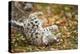 Snow Leopard, Uncia Uncia, Young Animal, Falling, Foliage-David & Micha Sheldon-Premier Image Canvas