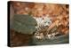 Snow Leopard, Uncia Uncia, Young Animal, Rock, Standing, Trunk, Looking at Camera-David & Micha Sheldon-Premier Image Canvas