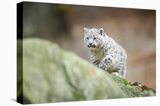 Snow Leopard, Uncia Uncia, Young Animal, Rock, Walking, Frontal-David & Micha Sheldon-Premier Image Canvas