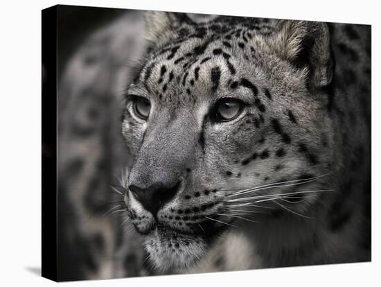 Snow Leopard-Linda Wright-Premier Image Canvas