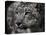 Snow Leopard-Linda Wright-Premier Image Canvas