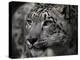 Snow Leopard-Linda Wright-Premier Image Canvas