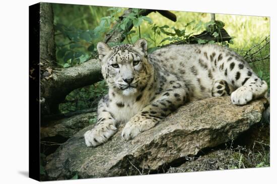 Snow Leopard-null-Premier Image Canvas