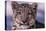 Snow Leopard-DLILLC-Premier Image Canvas