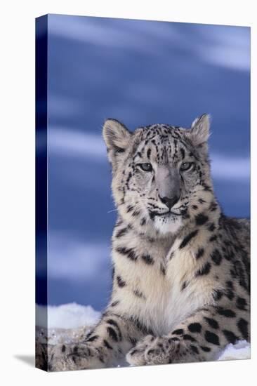 Snow Leopard-DLILLC-Premier Image Canvas