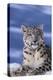 Snow Leopard-DLILLC-Premier Image Canvas