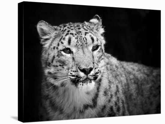 Snow Leopard-SD Smart-Premier Image Canvas