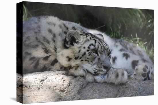 Snow Leopard-Lantern Press-Stretched Canvas