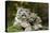 Snow Leopards, Uncia Uncia, Mother with Young Animals-David & Micha Sheldon-Premier Image Canvas