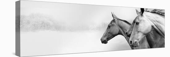 Snow Mares-Rosa Mesa-Stretched Canvas