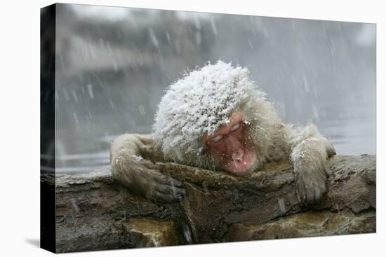 Snow Monkey in Snow Storm-null-Premier Image Canvas
