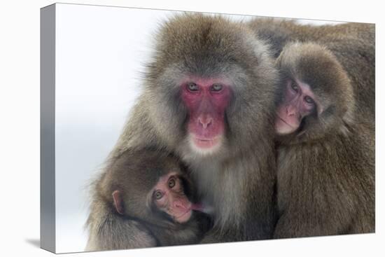 Snow Monkey (Macaca Fuscata) Group with Baby Cuddling Together in the Cold, Kingussie-Ann & Steve Toon-Premier Image Canvas