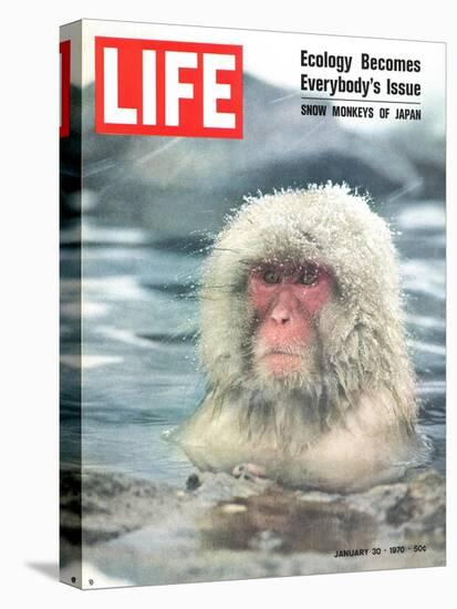 Snow Monkey of Japan in Water, January 30, 1970-Co Rentmeester-Premier Image Canvas