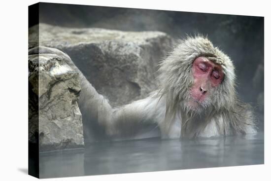 Snow Monkeys-null-Premier Image Canvas