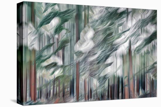 Snow on Cedars-Ursula Abresch-Premier Image Canvas