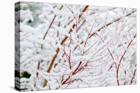 Snow on Tree-Craig Tuttle-Premier Image Canvas