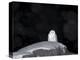 Snow Owl, Nyctea Scandiaca, Churchill, Manitoba, Canada, North America-Thorsten Milse-Premier Image Canvas