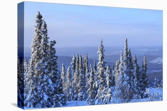 Snow scene near Fairbanks, Alaska, USA-Stuart Westmorland-Premier Image Canvas