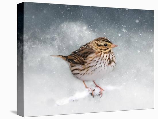 Snow Sparrow-Jai Johnson-Premier Image Canvas