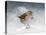 Snow Sparrow-Jai Johnson-Premier Image Canvas