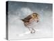 Snow Sparrow-Jai Johnson-Premier Image Canvas