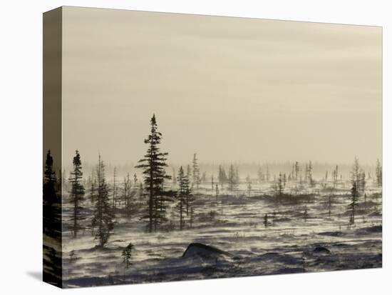 Snow Storm, Blizzard, Churchill, Hudson Bay, Manitoba, Canada-Thorsten Milse-Premier Image Canvas