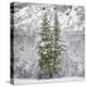 Snow Trees-Chris Dunker-Stretched Canvas