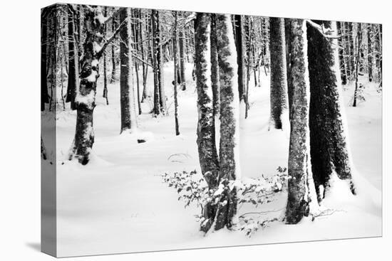 Snow Trees-Craig Howarth-Premier Image Canvas