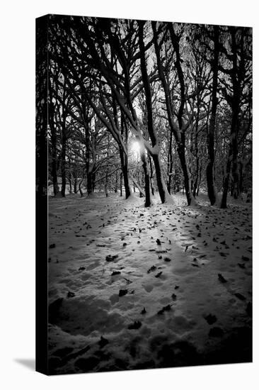 Snow Trees-Rory Garforth-Premier Image Canvas