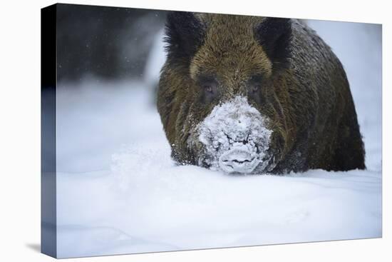 Snow, Wild Boar-Reiner Bernhardt-Premier Image Canvas