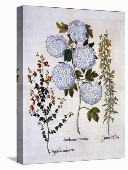 Snowball Viburnum, Garden Broom, Low-Growing Alpine Broom, from 'Hortus Eystettensis', by Basil Bes-German School-Premier Image Canvas