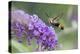 Snowberry Clearwing on Butterfly Bush, Illinois-Richard & Susan Day-Premier Image Canvas
