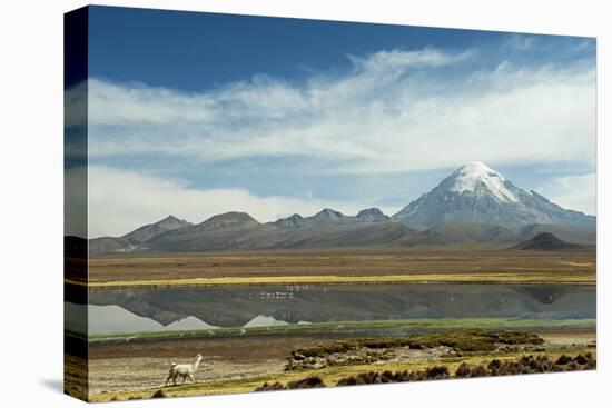 Snowcapped volcano Sajama with flamingos foreground, Sajama National Park, Bolivia-Anthony Asael-Premier Image Canvas