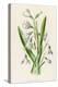 Snowdrop Depicted with Leucajum Aestivum: Snowflake-F. Edward Hulme-Premier Image Canvas