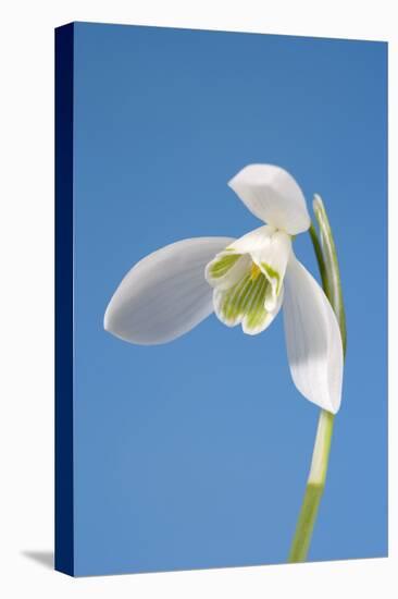 Snowdrop Flower-null-Premier Image Canvas