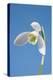 Snowdrop Flower-null-Premier Image Canvas