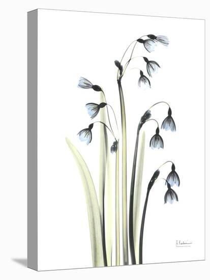 Snowdrop Galanthus-Albert Koetsier-Stretched Canvas