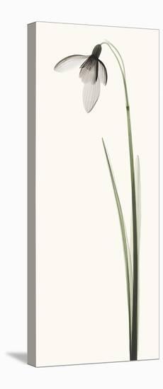 Snowdrop I-Robert Coop-Stretched Canvas